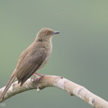 Asian_Red-eyed_Bulbul-180119-107ND500-FYP_5732-W.jpg