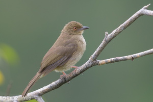 Asian Red-eyed Bulbul-190215-115ND500-FYP_6484-W.jpg (5275 visits) Asian Red-eyed Bulbul at Jelutong Tower Asian Red-eyed Bulbul-190215-115ND500-FYP_6484-W.jpg