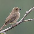 Asian_Red-eyed_Bulbul-190215-115ND500-FYP_6484-W.jpg