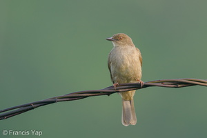 Asian Red-eyed Bulbul-201223-127MSDCF-FYP06307-W.jpg (4945 visits) Asian Red-eyed Bulbul at Jelutong Tower Asian Red-eyed Bulbul-201223-127MSDCF-FYP06307-W.jpg
