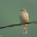 Asian_Red-eyed_Bulbul-201223-127MSDCF-FYP06307-W.jpg