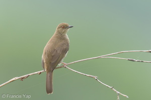 Asian Red-eyed Bulbul-220311-142MSDCF-FRY01259-W.jpg (3628 visits) Asian Red-eyed Bulbul at Jelutong Tower Asian Red-eyed Bulbul-220311-142MSDCF-FRY01259-W.jpg