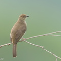 Asian_Red-eyed_Bulbul-220311-142MSDCF-FRY01259-W.jpg