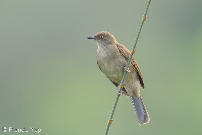 Asian_Red-eyed_Bulbul-260911-205FRYAP-FYA09939-W.jpg