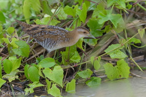 Baillon's Crake-121213-104EOS1D-FY1X7084-W.jpg (4747 visits) Baillon's Crake at Punggol Barat Baillon's Crake-121213-104EOS1D-FY1X7084-W.jpg