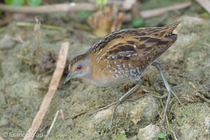 Baillon's Crake-190205-115ND500-FYP_2316-W.jpg (4800 visits) Baillon's Crake at Lorong Halus Baillon's Crake-190205-115ND500-FYP_2316-W.jpg