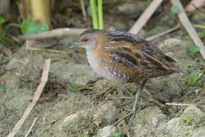 Baillon's Crake-190205-115ND500-FYP_2986-W.jpg (4677 visits) Baillon's Crake at Lorong Halus Baillon's Crake-190205-115ND500-FYP_2986-W.jpg