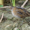 Baillon's Crake-190205-115ND500-FYP_2986-W.jpg