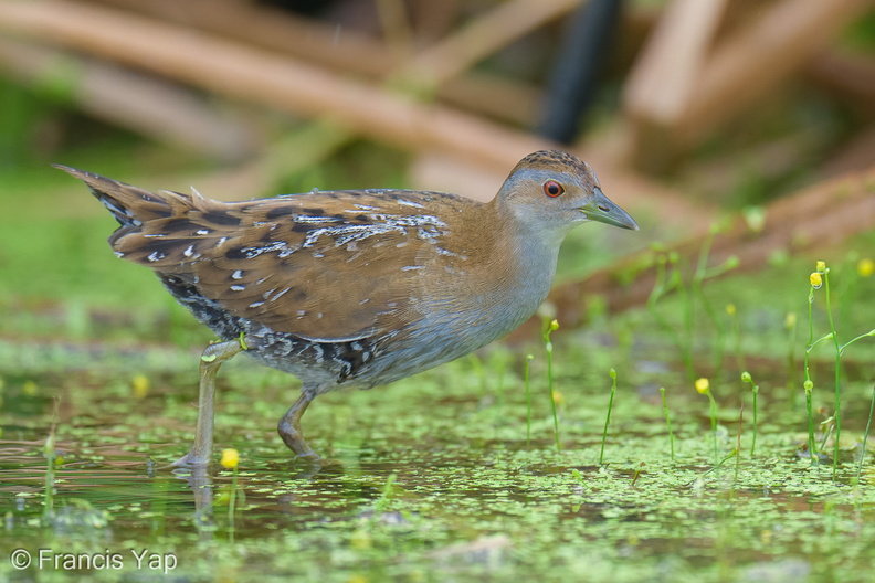 Baillons_Crake-251215-145FRYAP-FYA01881-W.jpg