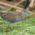 Baillon's Crake-251215-145FRYAP-FYA01881-W.jpg