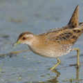 Baillon's Crake-251226-146FRYAP-FYA01375-W.jpg