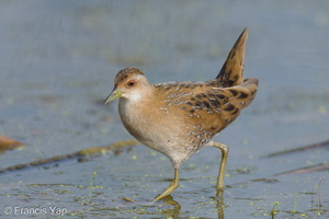 Baillon's Crake-251226-146FRYAP-FYA01387-W.jpg