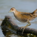 Baillon's Crake-251226-146FRYAP-FYA01551-W.jpg