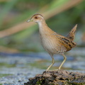 Baillon's Crake-251228-146FRYAP-FYA07089-W.jpg