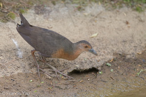 Band-bellied Crake-140301-114EOS1D-FY1X6520-W.jpg (4633 visits) Band-bellied Crake at Chinese Garden Band-bellied Crake-140301-114EOS1D-FY1X6520-W.jpg