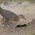 Band-bellied_Crake-140301-114EOS1D-FY1X6520-W.jpg