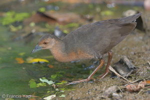 Band-bellied Crake-140302-114EOS1D-FY1X6984-W.jpg (4718 visits) Band-bellied Crake at Chinese Garden Band-bellied Crake-140302-114EOS1D-FY1X6984-W.jpg