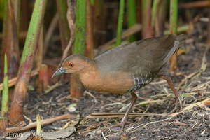 Band-bellied Crake-180128-107ND500-FYP_7243-W.jpg (4804 visits) Band-bellied Crake at Singapore Botanic Gardens Band-bellied Crake-180128-107ND500-FYP_7243-W.jpg