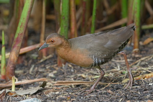 Band-bellied Crake-180128-107ND500-FYP_7436-W.jpg (4771 visits) Band-bellied Crake at Singapore Botanic Gardens Band-bellied Crake-180128-107ND500-FYP_7436-W.jpg