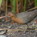 Band-bellied_Crake-180128-107ND500-FYP_7436-W.jpg