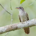 Banded_Bay_Cuckoo-110522-102EOS1D-FYAP9489-W.jpg