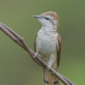 Banded_Bay_Cuckoo-140115-112EOS1D-FY1X9162-W.jpg