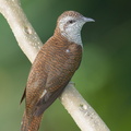 Banded_Bay_Cuckoo-221001-155MSDCF-FYP02494-W.jpg