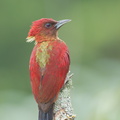 Banded_Woodpecker-120302-109EOS1D-FYAP4776-W.jpg