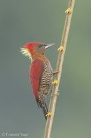 Banded Woodpecker-171004-113EOS1D-F1X23497-W.jpg (4765 visits) Banded Woodpecker at Jelutong Tower Banded Woodpecker-171004-113EOS1D-F1X23497-W.jpg