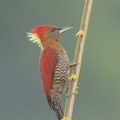 Banded_Woodpecker-171004-113EOS1D-F1X23497-W.jpg