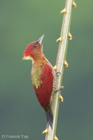 Banded Woodpecker-171117-105ND500-FYP_5251-W.jpg (4854 visits) Banded Woodpecker at Jelutong Tower Banded Woodpecker-171117-105ND500-FYP_5251-W.jpg