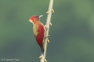 Banded Woodpecker-171117-105ND500-FYP_5262-W.jpg (4779 visits) Banded Woodpecker at Jelutong Tower Banded Woodpecker-171117-105ND500-FYP_5262-W.jpg