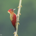Banded_Woodpecker-171117-105ND500-FYP_5262-W.jpg