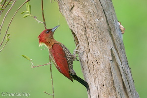 Banded Woodpecker-210206-130MSDCF-FYP01776-W.jpg (4727 visits) Banded Woodpecker at Hampstead Wetlands Park Banded Woodpecker-210206-130MSDCF-FYP01776-W.jpg