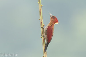 Banded Woodpecker-250115-254MSDCF-FYP06270-W.jpg (1687 visits) Banded Woodpecker at Jelutong Tower Banded Woodpecker-250115-254MSDCF-FYP06270-W.jpg