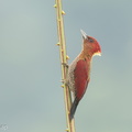 Banded_Woodpecker-250115-254MSDCF-FYP06270-W.jpg