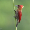 Banded Woodpecker-260306-159FRYAP-FYA06636-W.jpg