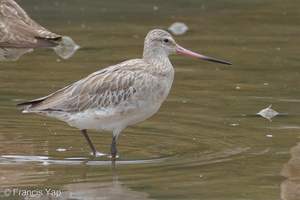 Bar-tailed Godwit-110901-107EOS7D-IMG_4273-W.jpg (4740 visits) Bar-tailed Godwit at Sungei Buloh Wetland Reserve Bar-tailed Godwit-110901-107EOS7D-IMG_4273-W.jpg