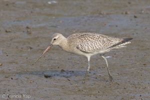 Bar-tailed Godwit-121016-102EOS1D-FY1X7579-W.jpg (4602 visits) Bar-tailed Godwit at Sungei Buloh Wetland Reserve Bar-tailed Godwit-121016-102EOS1D-FY1X7579-W.jpg