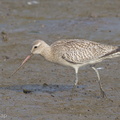 Bar-tailed_Godwit-121016-102EOS1D-FY1X7579-W.jpg