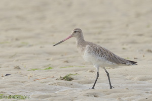 Bar-tailed Godwit-170924-113EOS1D-F1X20557-W.jpg (4444 visits) Bar-tailed Godwit at Chek Jawa, Pulau Ubin Bar-tailed Godwit-170924-113EOS1D-F1X20557-W.jpg