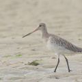 Bar-tailed Godwit-170924-113EOS1D-F1X20557-W.jpg