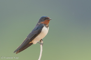 Barn Swallow-160208-102EOS5D-FY5S1513-W.jpg (4549 visits) Barn Swallow at Punggol Barat Barn Swallow-160208-102EOS5D-FY5S1513-W.jpg