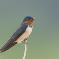 Barn_Swallow-160208-102EOS5D-FY5S1513-W.jpg