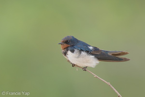Barn Swallow-160208-123EOS1D-FY1X4276-W.jpg (4622 visits) Barn Swallow at Punggol Barat Barn Swallow-160208-123EOS1D-FY1X4276-W.jpg