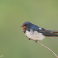 Barn_Swallow-160208-123EOS1D-FY1X4276-W.jpg