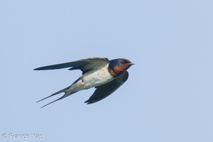 Barn Swallow-240929-246MSDCF-FYP04096-W.jpg (1826 visits) Barn Swallow at Marina East Drive Barn Swallow-240929-246MSDCF-FYP04096-W.jpg