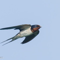 Barn_Swallow-240929-246MSDCF-FYP04096-W.jpg