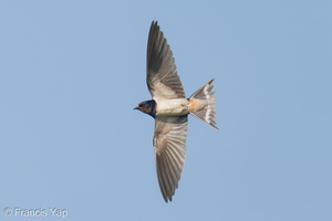 Barn Swallow-251101-129FRYAP-FYA00297-W.jpg