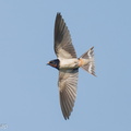 Barn Swallow-251101-129FRYAP-FYA00297-W.jpg